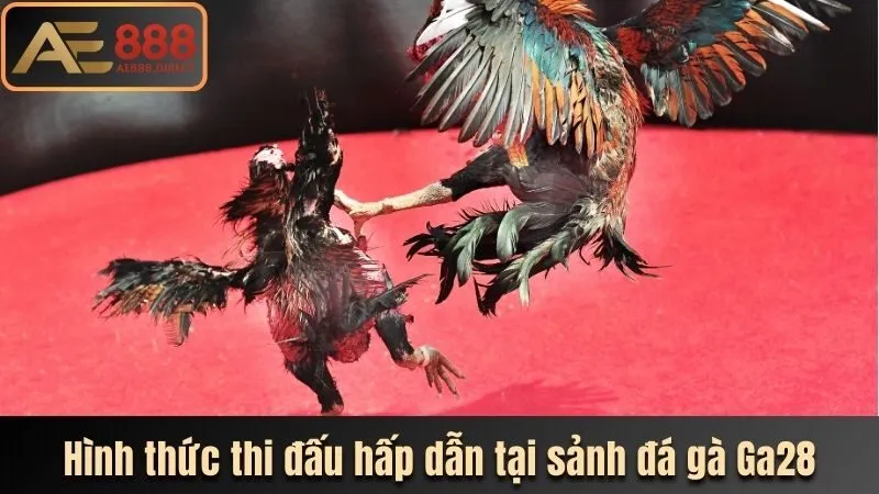 Hình thức thi đấu hấp dẫn tại sảnh đá gà Ga28